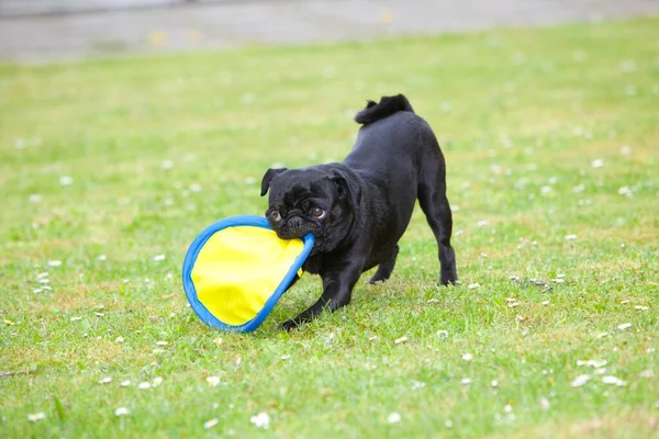 Pug Preto Brincando Com Frisbee — Fotografia de Stock