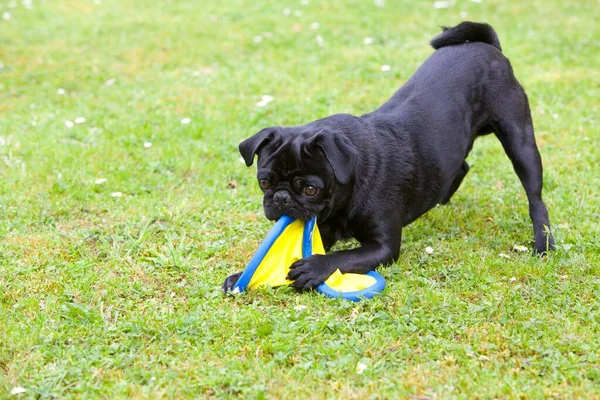 Pug Preto Brincando Com Frisbee — Fotografia de Stock