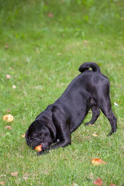 Black Pug Comer Uma Maçã — Fotografia de Stock