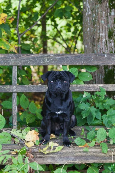 Black Pug Sentado Banco Madeira Desgastado — Fotografia de Stock