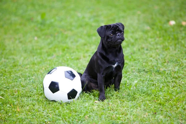 Jovem Pug Preto Com Uma Bola Futebol Campo Grama — Fotografia de Stock