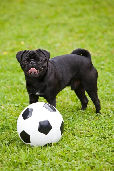 Pug Negro Joven Con Balón Fútbol Campo Hierba — Foto de Stock