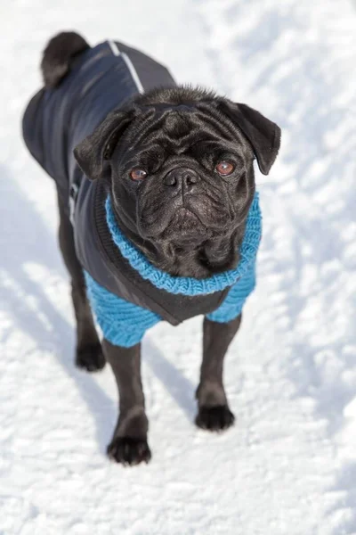 stock image Black Pug in sweater and coat in the snow