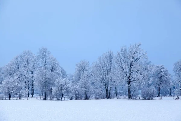 Hóval Borított Fák Köddel Lenggries Közelében Felső Bajorország Bajorország Németország — Stock Fotó