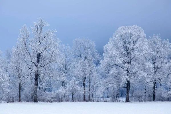 Sneeuw Bedekt Bomen Met Mist Buurt Lenggries Opper Beieren Beieren — Stockfoto