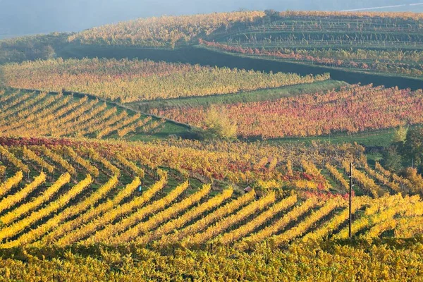 Herbstliche Weinberge Wachau Waldviertel Niederösterreich Österreich Europa — Stockfoto