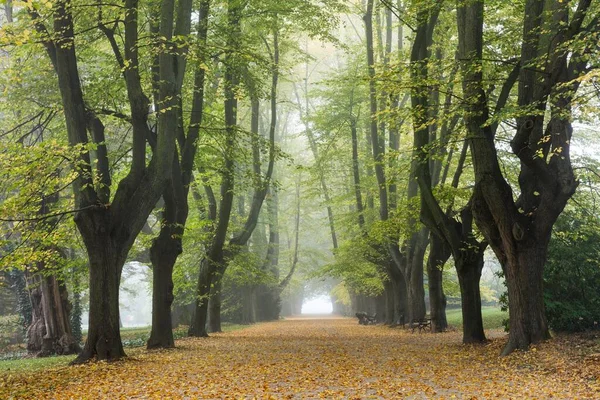 Lindenallee Jesienią Wczesnym Rankiem Mgła Rombergpark Dortmund Ruhr Area Nadrenia — Zdjęcie stockowe