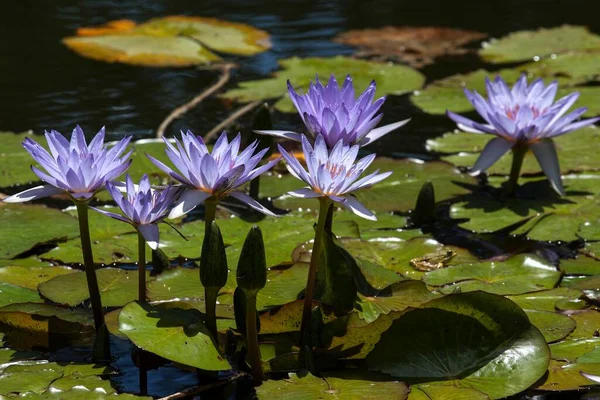 Cape blue water lilies (Nymphaea capensis), Flowers, Island of Sao Miguel, Azores, Portugal, Europe
