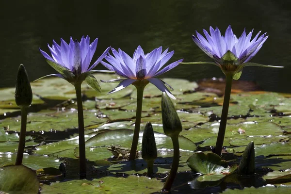 Cape Blue Water Lilies Nymphaea Capensis Flowers Island Sao Miguel — Stock Photo, Image