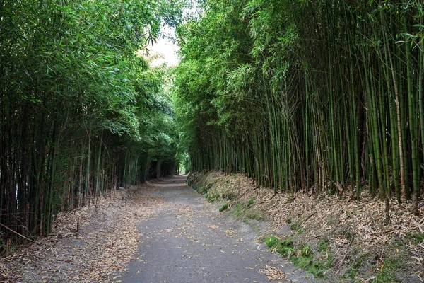Floresta Bambu Trilha Redor Lagao Das Furnas Furnas Ilha São — Fotografia de Stock