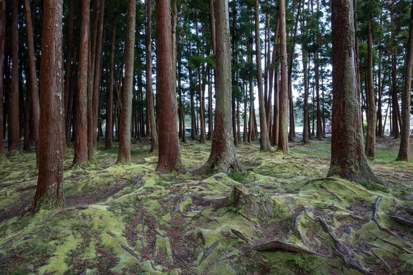 Kmeny Stromů Kořeny Stromů Pokryté Mechem Lagao Das Furnas Ostrov — Stock fotografie