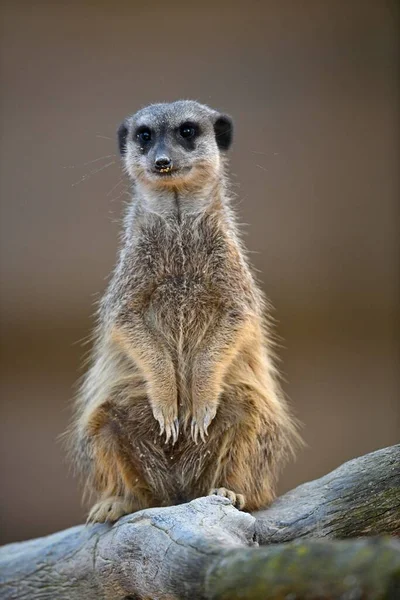 Meerkats Suricata Suricatta Chaton Vigilant Captif — Photo