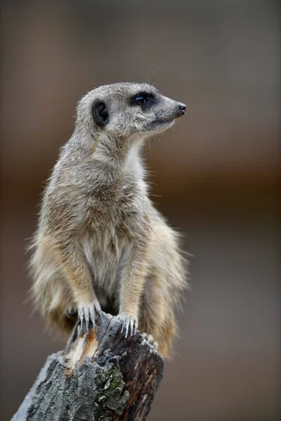 Meerkats Suricata Suricatta Kotek Czujny Żyjący Niewoli — Zdjęcie stockowe