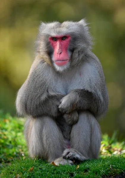 Macaco Japonês Macaca Fuscata Senta Grama Cativo — Fotografia de Stock