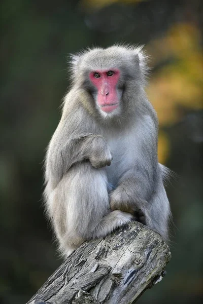 Macaque Japonais Macaca Fuscata Assis Sur Tronc Arbre Captif — Photo