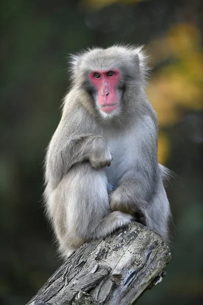 Japanse Makaak Macaca Fuscata Zit Boomstam Gevangenschap — Stockfoto