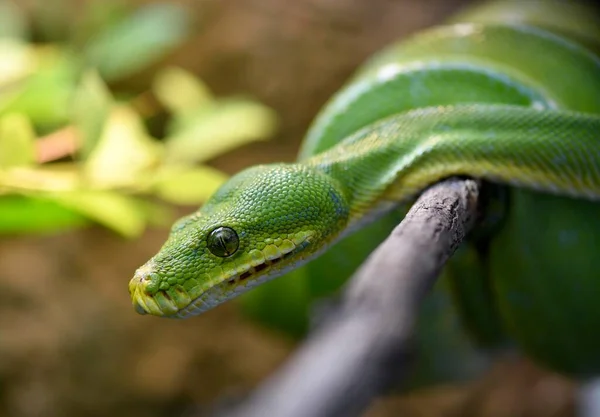 绿树蟒蛇 Morelia Viridis 在树枝上 — 图库照片