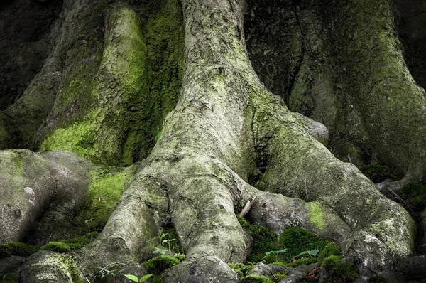Faia Antiga Fagus Abordagem Raiz Jasmund National Park Rgen Mecklemburgo — Fotografia de Stock