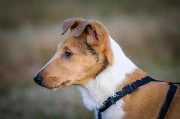 Shorthair Collie Puppy Portrait Германия Европа — стоковое фото
