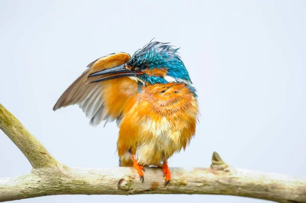 Common Kingfisher Alcedo Atthis Plumagem Cuidados Com Asa Estendida Spree — Fotografia de Stock