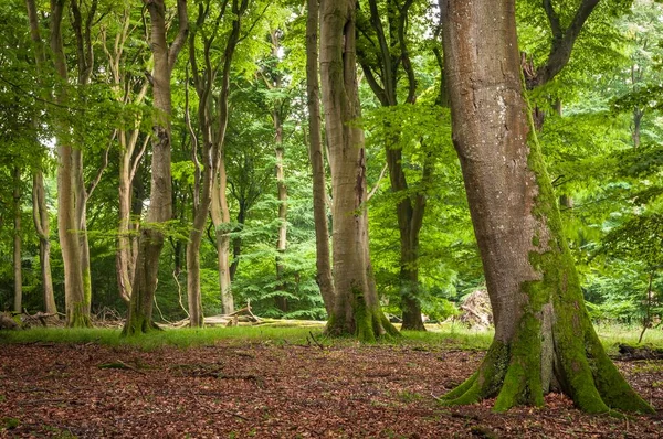 Bukové Pralesy Suchým Dřevem Národní Park Jasmund Ostrov Rgen Meklenbursko — Stock fotografie