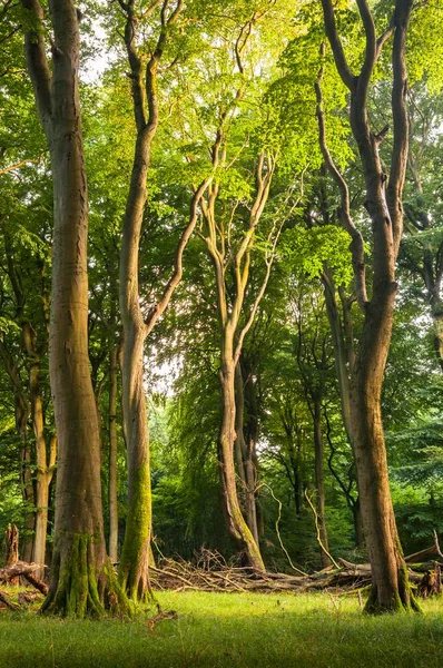 Eski Kayın Ormanı Ölü Odunlu Kayın Ormanı Jasmund Ulusal Parkı — Stok fotoğraf