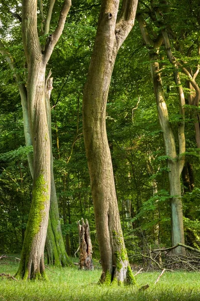 古いブナ林 枯れ木のブナ林 ジャスミン国立公園 ルゲン島 メクレンブルク フォアポンメルン島 ドイツ ヨーロッパ — ストック写真