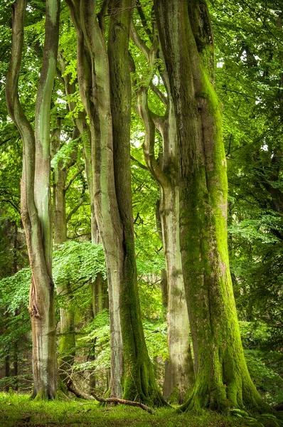 Vieille Forêt Hêtres Forêt Primitive Hêtres Avec Troncs Arbres Couverts — Photo