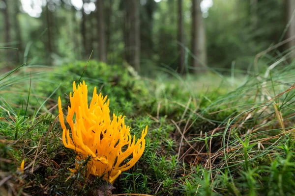 Yellow Stagshorn Calocera Viscosa Forest Soil Hesse Germany Europe — Stock Photo, Image