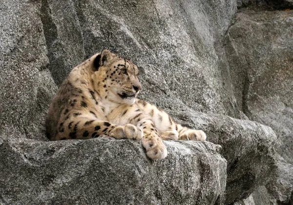 Kayaların Üzerinde Dinlenen Kar Leoparı Panthera Uncia Orta Asya Meydana — Stok fotoğraf