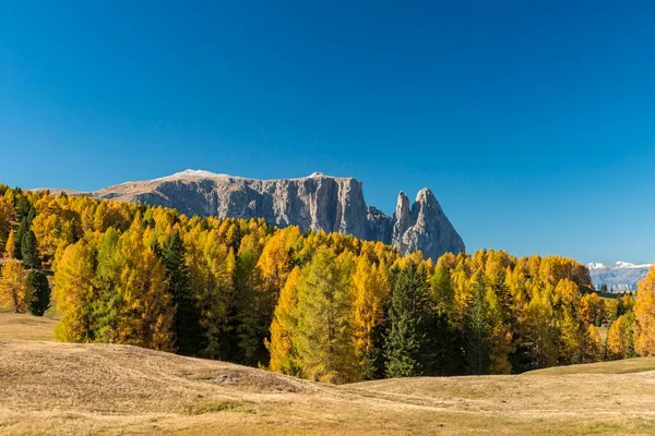 Herbstliche Seiser Alm Mit Blick Auf Schlern Schlern Dolomiten Südtirol — Stockfoto