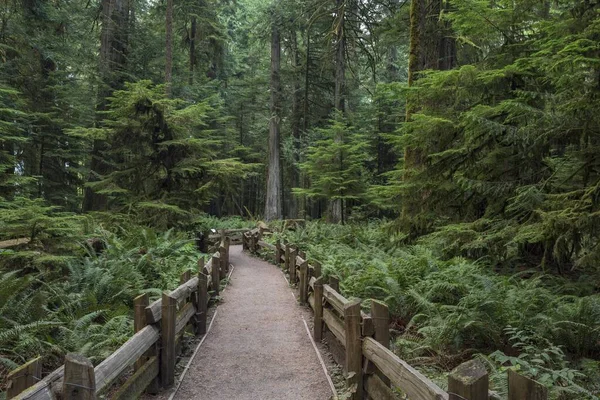 Cathedral Grove Pacific Rim National Park Vancouver Island British Columbia — Fotografia de Stock