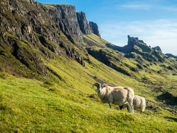Får Nära Quiraing Isle Skye National Park Skottland Storbritannien — Stockfoto