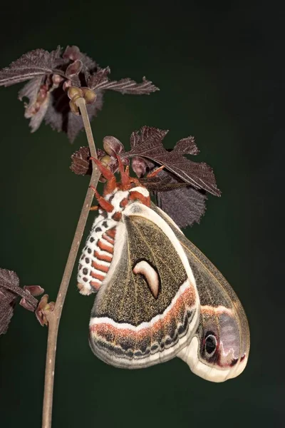 Шелкопряд Гловера Hyalophora Gloveri — стоковое фото