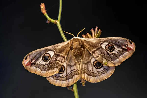 Small Emperor Moth Saturnia Pafecia Тироль Австрия Европа — стоковое фото