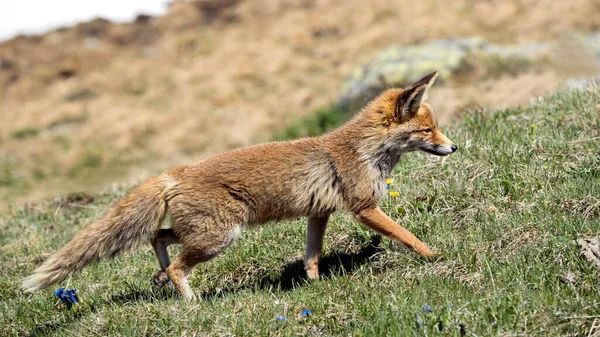 Raposa Vermelha Vulpes Vulpes Corre Sobre Prado Alpino Hohe Tauern — Fotografia de Stock