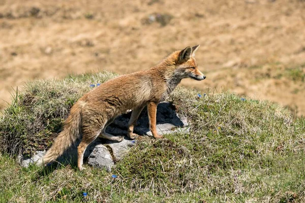 Lisica Czerwona Vulpes Vulpes Biegnie Przez Łąkę Alpejską Park Narodowy — Zdjęcie stockowe