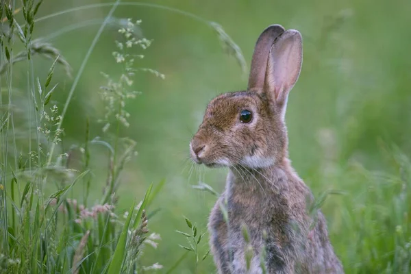 European Rabbit Oryctolagus Cuniculus Wiese Portrait Emsland Lower Saxony Germany — Stock Photo, Image