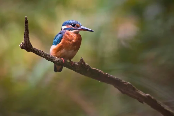 Common Zingfisher Alcedo Atthis Branch Emsland Lower Saxony Germany Europe — стоковое фото