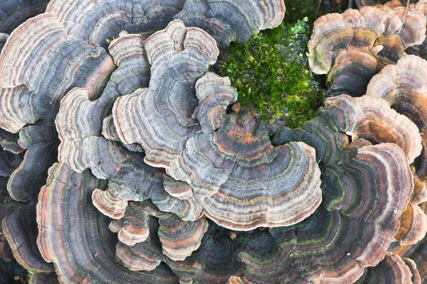 Unji Mushroom Trametes Versicolor Нижняя Саксония Германия Европа — стоковое фото