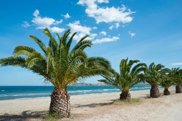 Palm Beach Paliochano Beach Paralio Astros Arcadia Peloponeso Grécia Europa — Fotografia de Stock