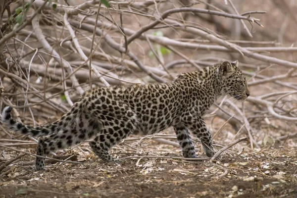 Leopárd Panthera Pardus Kitten Mashatu Game Reserve Tuli Block Botswana — Stock Fotó