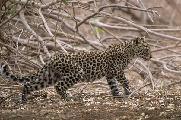 Luipaard Panthera Pardus Kitten Mashatu Natuurreservaat Tuli Block Botswana Afrika — Stockfoto