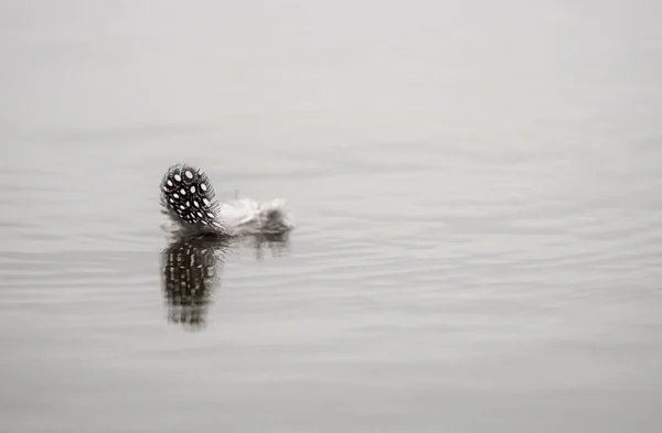 Feather Helmeted Guineafowl Numida Meleagris Floats Water Surface Mashatu Game — Stock fotografie