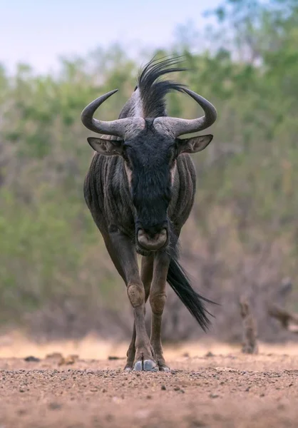 Blue Wildebeest Connochaetes Taurinus Mashatu Game Reserve Tuli Block Botswana — Stock Photo, Image