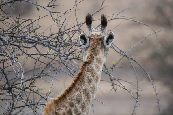 Girafa Girafa Camelopardalis Retrato Por Trás Mashatu Game Reserve Tuli — Fotografia de Stock