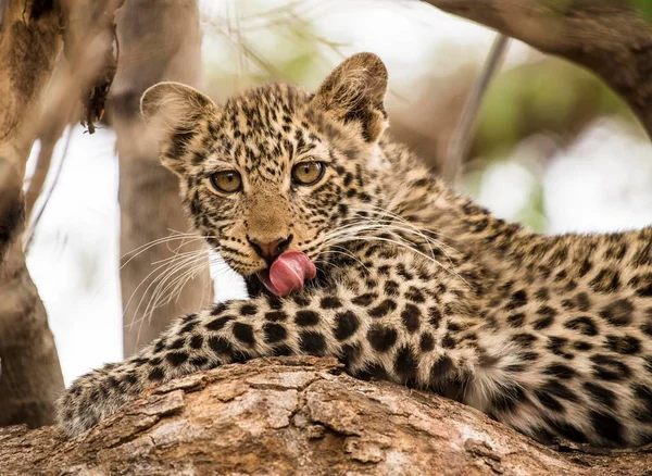 Leopardo Panthera Pardus Gattino Albero Mashatu Game Reserve Tuli Block — Foto Stock