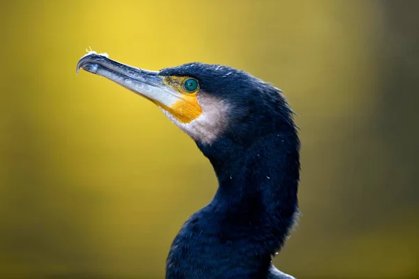 Grand Cormoran Phalacrocorax Carbo Portrait Bade Wrttemberg Allemagne Europe — Photo