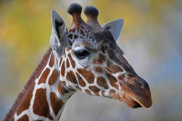 Jirafa Somalí Giraffa Camelopardalis Reticulata Retrato Cautivo — Foto de Stock