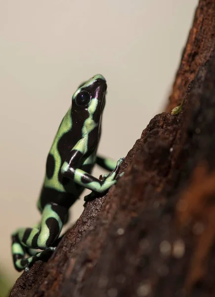绿色和黑色有毒飞镖蛙 Dendrobates Auratus — 图库照片